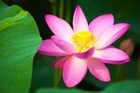 五感で感じるYOGAとごはん