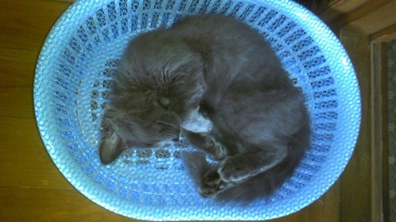 気に入りやがった。