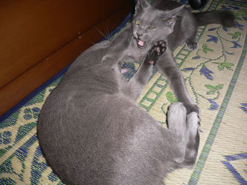 バトル実況
