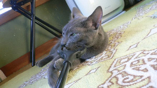 猫に胃カメラ？！　　マジックハンド・・・