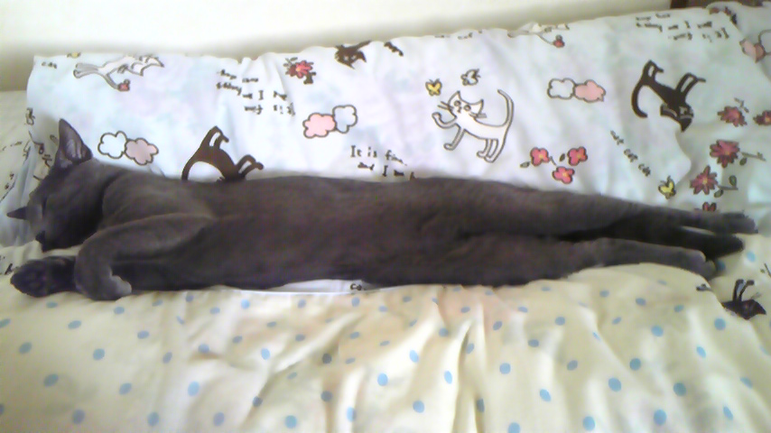 猫背が消えた？！