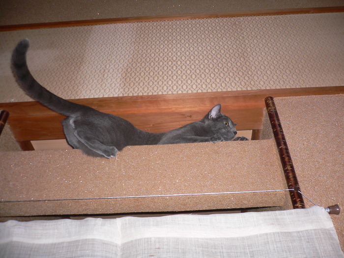 なぜ・・・？