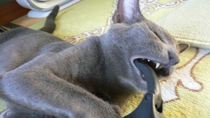 猫に胃カメラ？！　　マジックハンド・・・