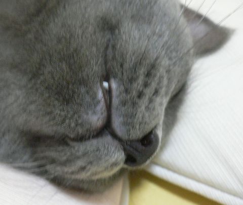 落ちそうです・・・　　くぅ　疲れないのかその寝方