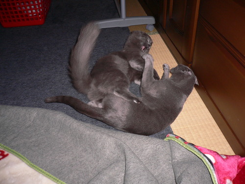 喧嘩　ふたたび・・・　ふぅ～