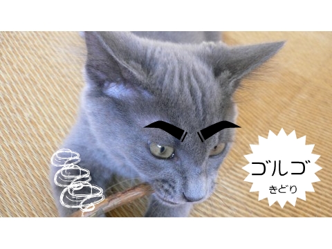GOLGO31