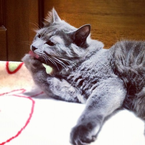 猛猫注意！！