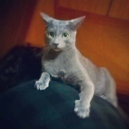 猛猫注意！！
