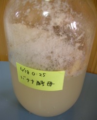 バナナ酵母