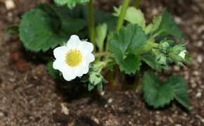 さちのかが開花しました