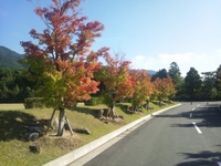 紅葉・状況です