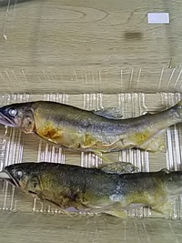 鮎の塩焼き。