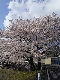 今年のさくら。