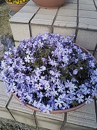 シバザクラ。