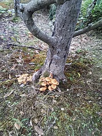 お隣の裏庭。