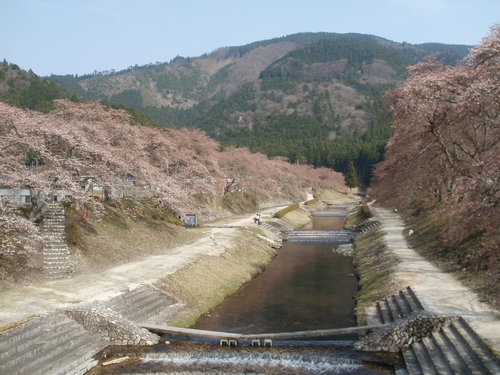 うぐい川。