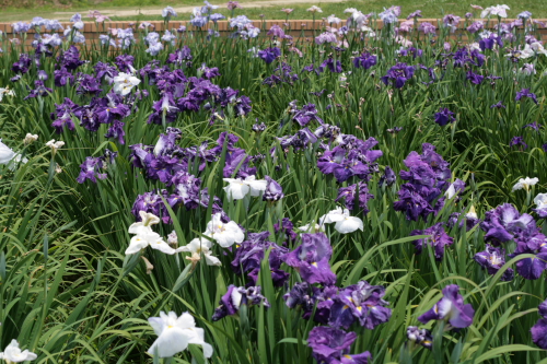 菖蒲
