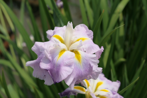 菖蒲