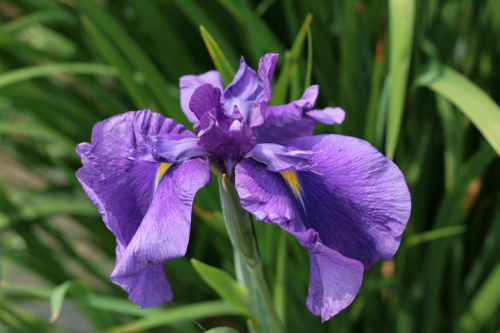 菖蒲