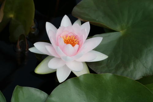 草津水生植物園