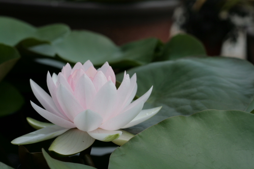 草津水生植物園
