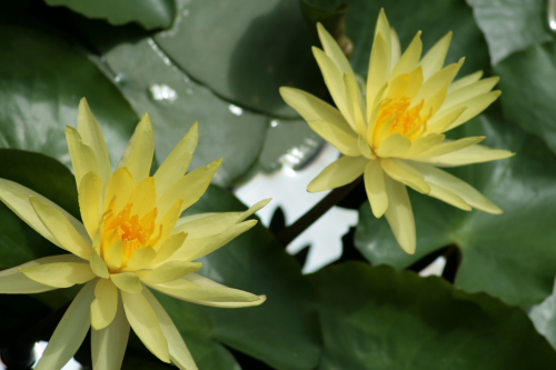 草津水生植物園にて