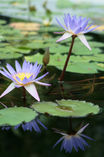 草津水生植物園にて