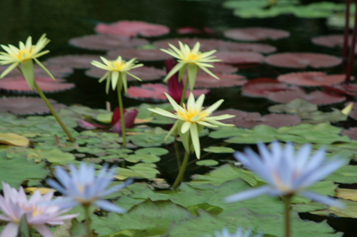草津水生植物園にて