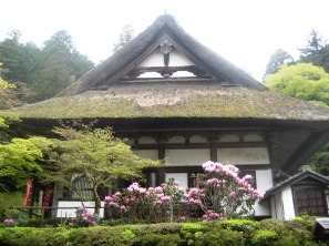 本堂横のシャクナゲ