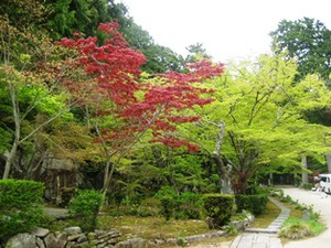 新緑が美しい瓦屋禅寺