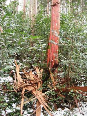 hinoki1