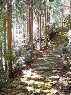 瓦屋禅寺の境内林（石段の参道）