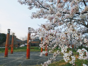 埋蔵文化財センター前のサクラが満開に！