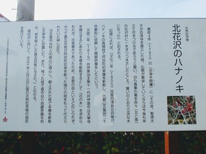 国天然記念物「ハナノキ」が開花しています。