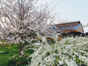 埋蔵文化財センター前のサクラが満開に！