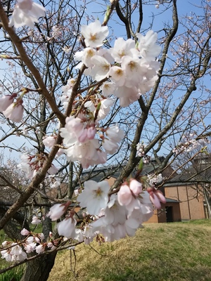 薄墨桜が咲いています。