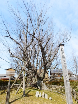国天然記念物「ハナノキ」が開花しています。