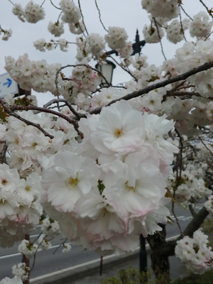 東近江の文化財だより 永源寺コミュニティセンター前で 永源寺桜 が咲いています