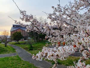 埋蔵文化財センター前のサクラが満開に！
