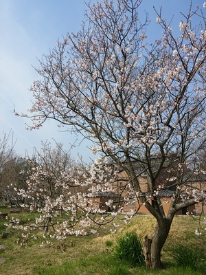 薄墨桜が咲いています。