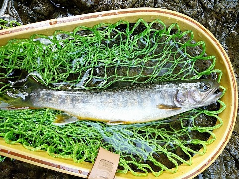 愛知川漁協ブログ 年04月09日