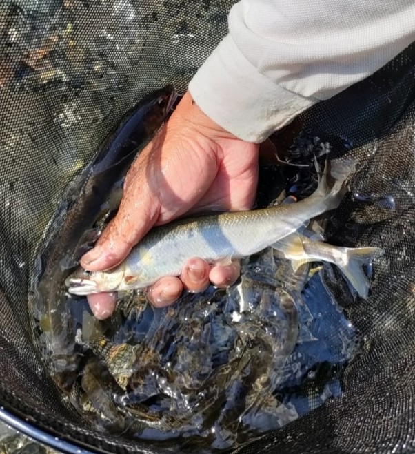 ９月１０日　８：２０更新　川のようす