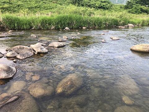 ５月２３日　渋川のビワマスの稚魚と小倉の瀬