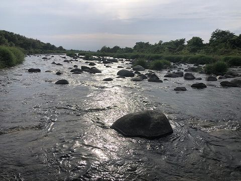 ５月２３日　渋川のビワマスの稚魚と小倉の瀬