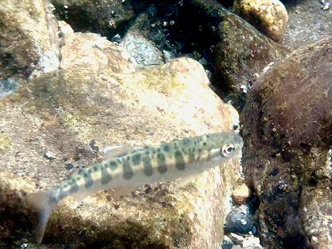 ５月２３日　渋川のビワマスの稚魚と小倉の瀬