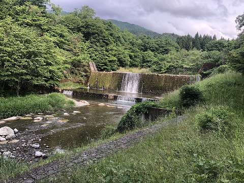 ５月２８日　大堰堤を上ったビワマスがつないだ稚魚