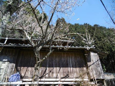 伊香立　里の春