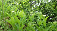 二日続けて、清掃登山！