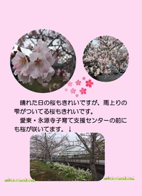 桜２