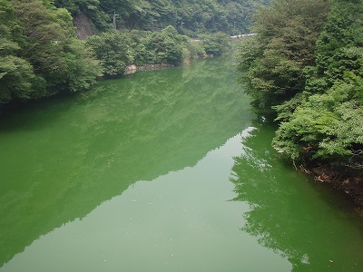 緑色の永源寺ダム湖